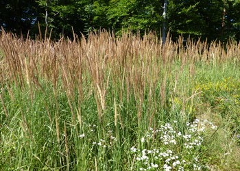 Land-Reitgras (Calamagrostis epigejos) - © Philipp Sengl